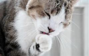 Cat Practicing Good Hygiene